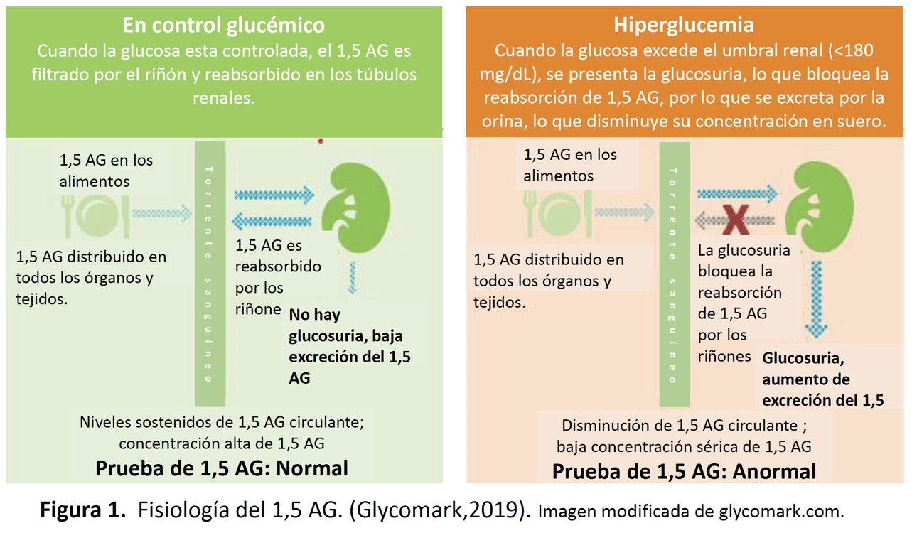 Prevalencia De 1 5 Anhidroglucitol 15 Ag Y Hemoglobina Glicosilada Hba1c En Población Mexicana 5202